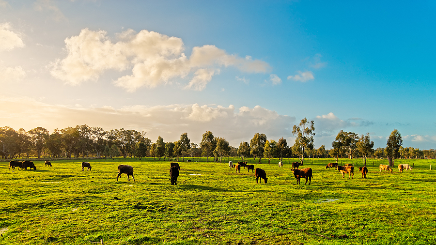 rural