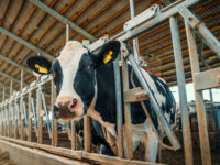 dairy code, beef