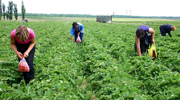 agriculture, farmers, farms